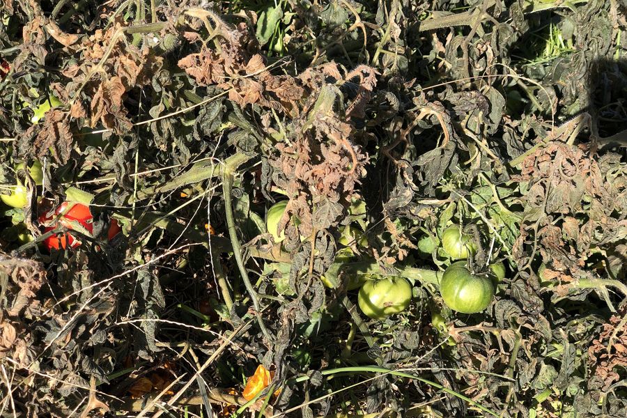 Tomato plants in a home garden killed by the season's first frost