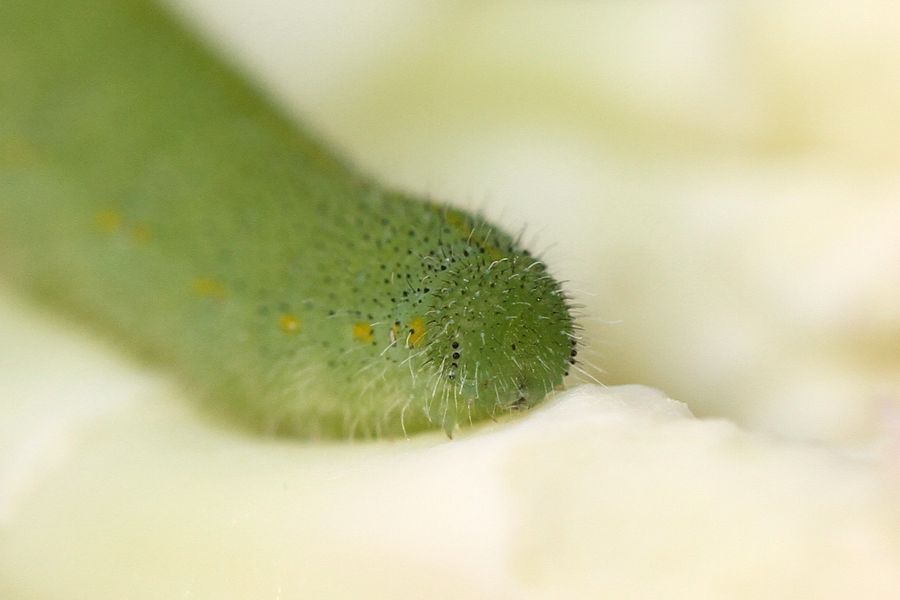A cabbage worm caterpillar on a cauliflower leaf