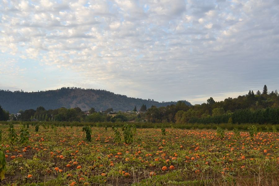 Pumpkins in a pick-your-own patch in Winchester, Oregon